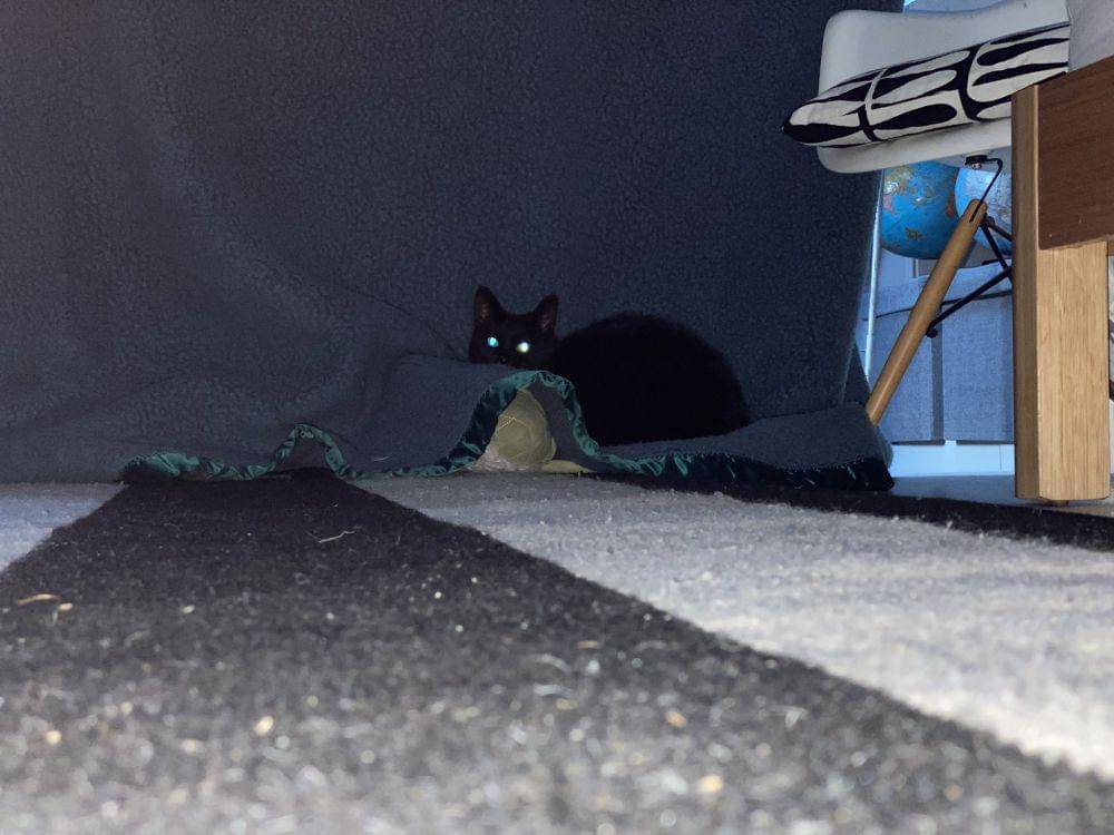 ilustrasi lucu aura mencekam dari kucing hitam (twitter.com/threateningcat)