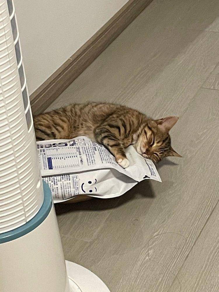 potret lucu gaya tidur kucing (twitter.com/weirdlilguys)