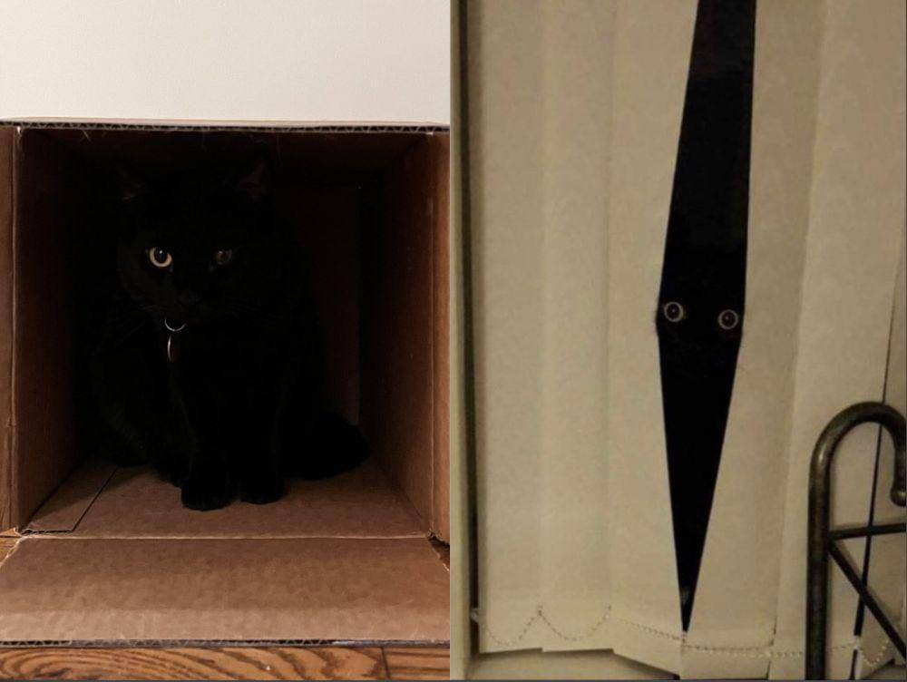 kolase potret lucu kucing hitam dengan aura mencekam (twitter.com/weirdlilguys)