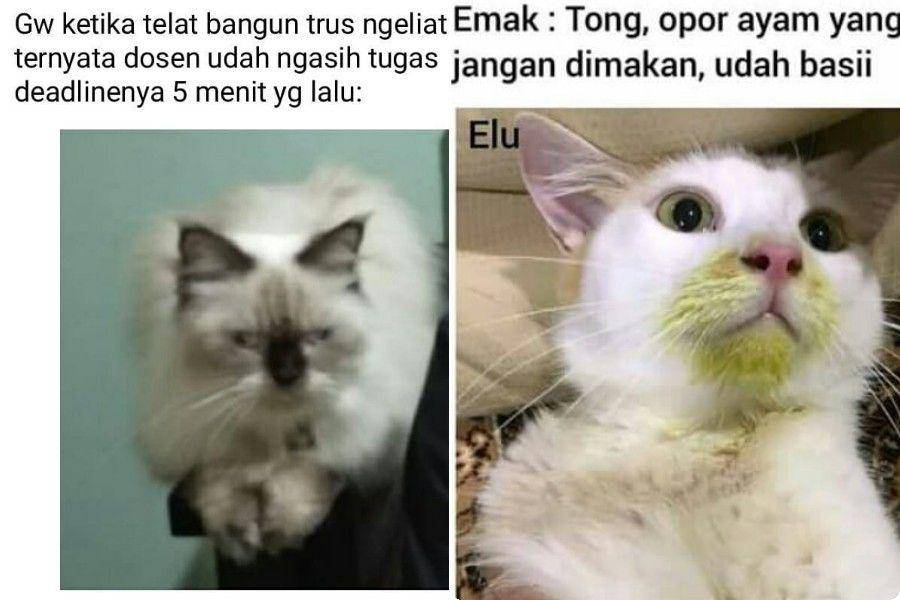 Meme kucing (instagram.com/rohilkocak1|instagram.com/aizhyei03)