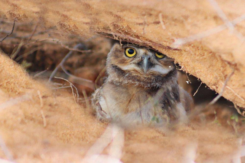 burung hantu penggali di dalam liang tanah (pixabay.com/alexandreatleta1-18803227)