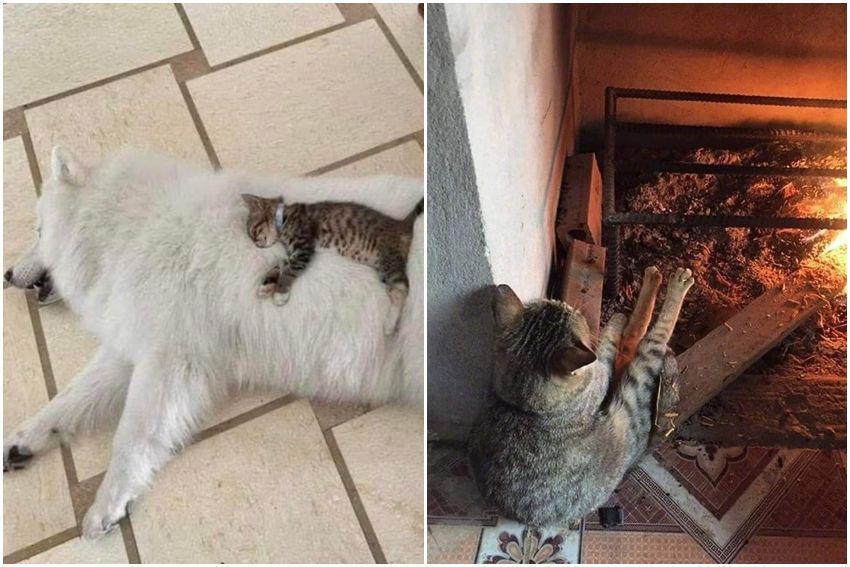 10 Potret Tweet Tentang Kucing yang Paling Menggelitik Perut, Ngakak!