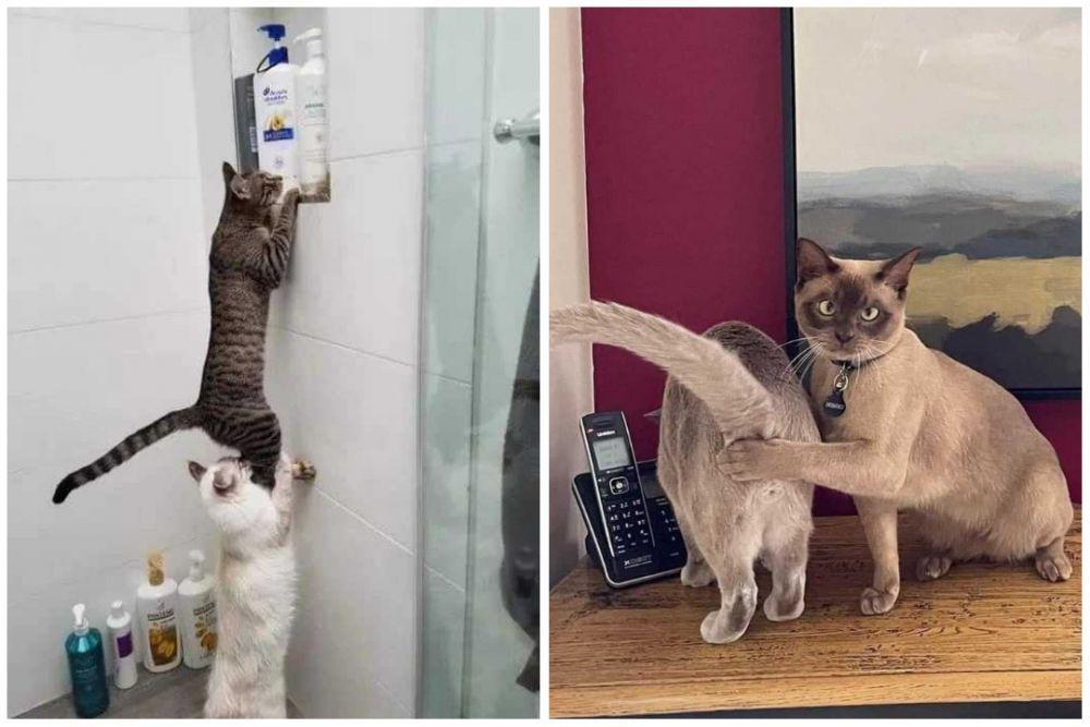 10 Potret Interaksi Kocak Sepasang Kucing, Tingkahnya di Luar Nalar