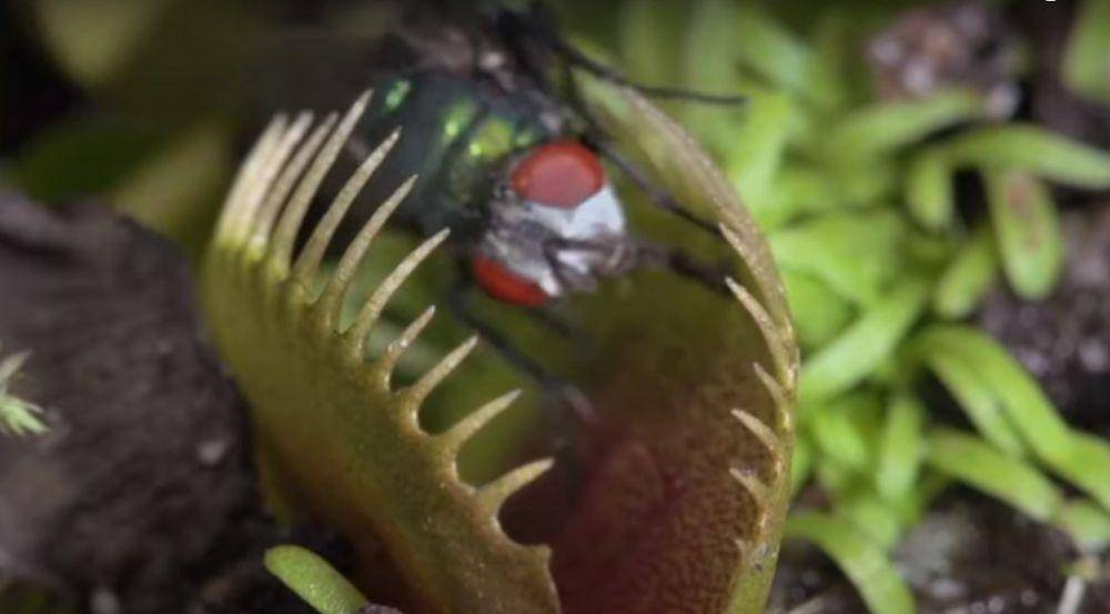 Venus Flytrap, tanaman pemakan serangga (youtube.com/X SCIENCE)