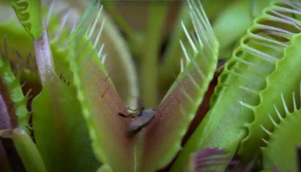 Venus Flytrap, tanaman pemakan serangga (youtube.com/FLORA DAN FAUNA INDONESIA)