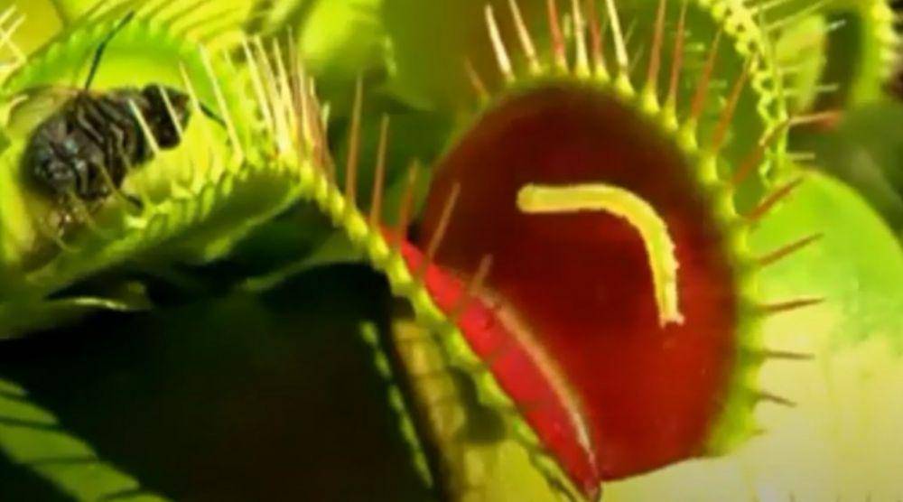 Venus Flytrap, tanaman pemakan serangga (youtube.com/FLORA DAN FAUNA INDONESIA)