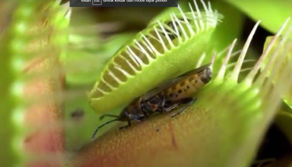 Venus Flytrap, tanaman pemakan serangga (youtube.com/FLORA DAN FAUNA INDONESIA)