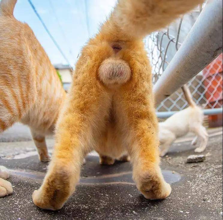ilustrasi testis kucing (pivettadrfulvio.top)