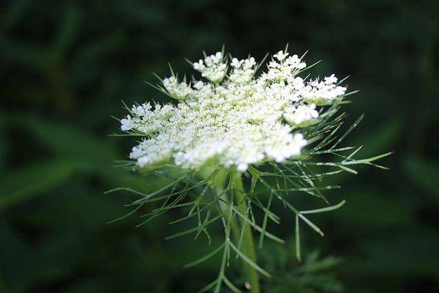 ilustarasi bunga hemlock (pixabay.com/Flory Chaver)