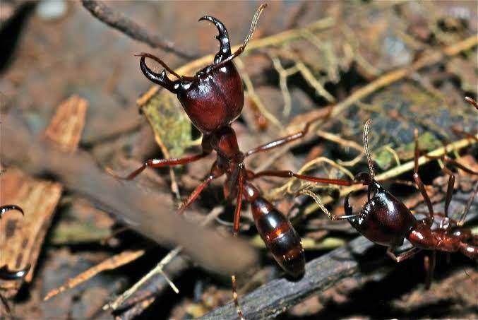 semut siafu (inaturalist.org)