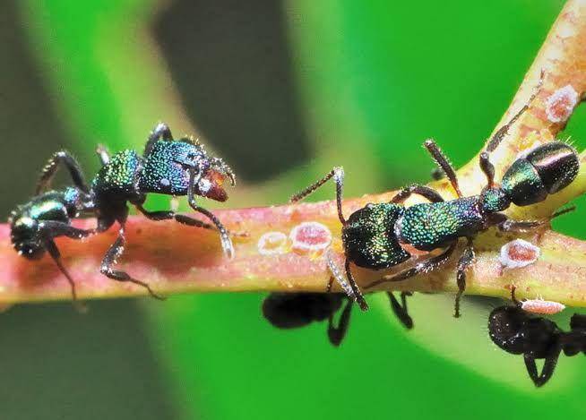 semut hijau (brisbaneinsects.com)