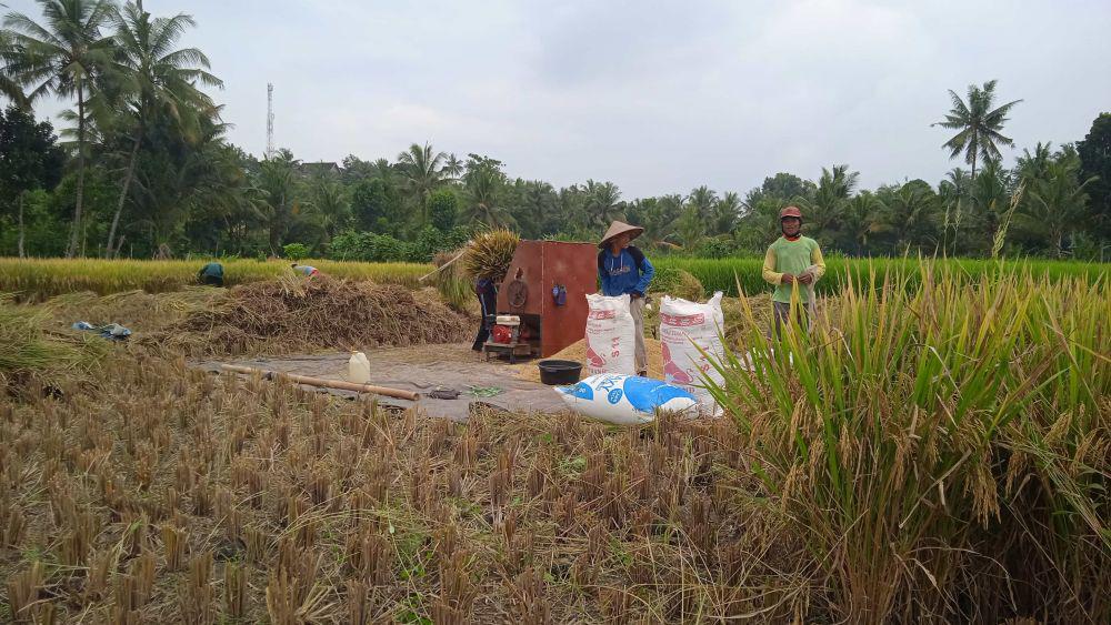 Harga Gabah Tingkat Petani di Lombok Timur Anjlok