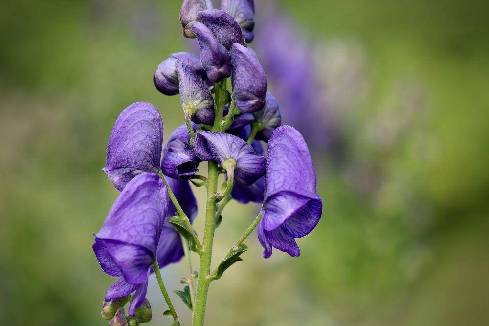 ilustrasi bunga Aconitum (pixabay.com Annette Meyer)