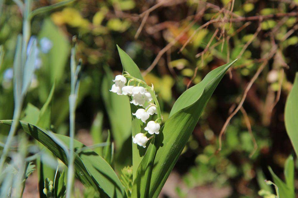 ilustrasi bunga Lily of the Valley (pixabay.com/Entienne GONTIER)