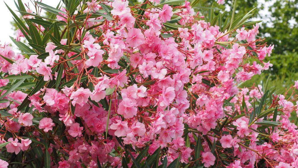 ilustrasi bunga oleander (pixabay.com/Hans)