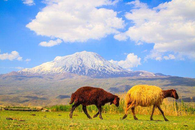 ilustrasi domba karakul (pexels.com/i.am.anatolia)
