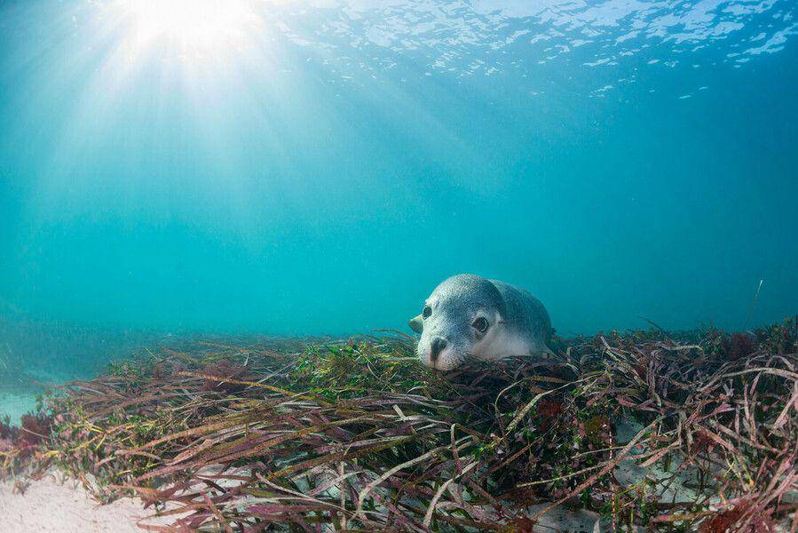 Gaya menyelam singa laut Australia (wwf.org.au)