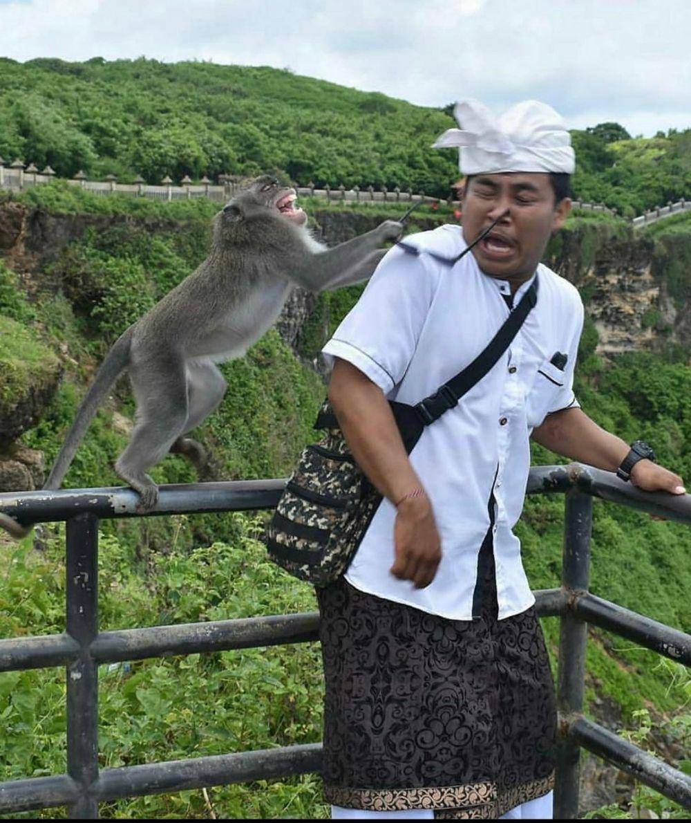 potret sebelum momen apes terjadi (reddit.com/user/bastard_vampire)