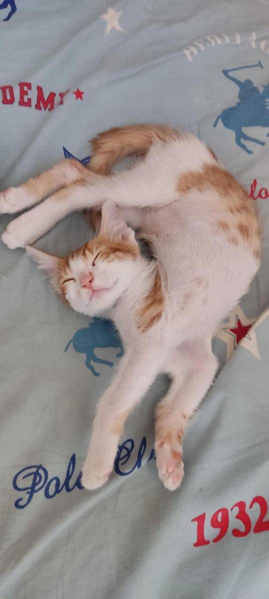 potret hewan peliharaan tidur dengan gaya aneh (reddit.com/user/Mr_Axolotl01)