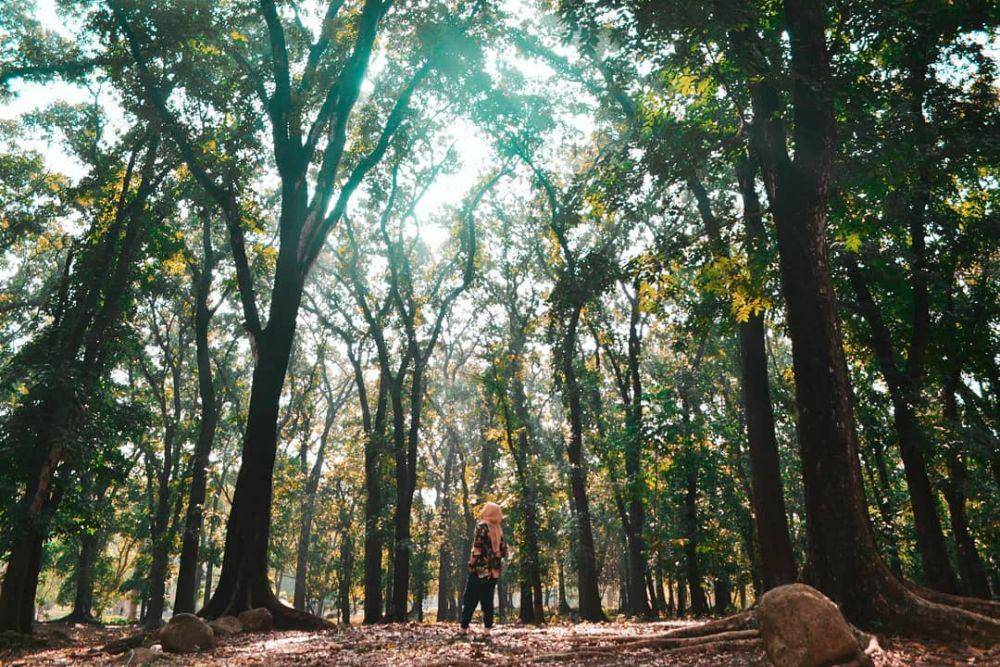 Kebun Raya Purwodadi (instagram.com/claudialazuardy08)