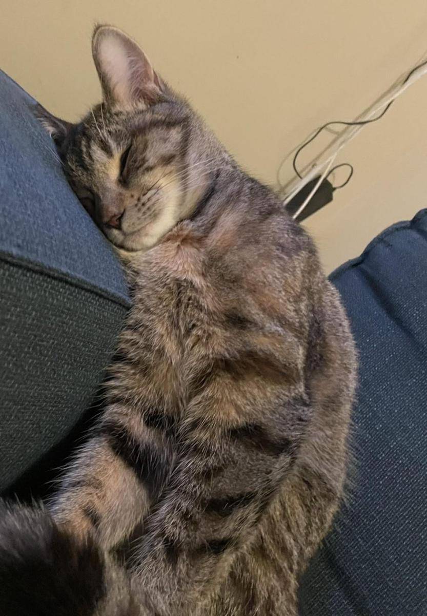 potret hewan peliharaan tidur dengan gaya aneh (reddit.com/user/Alinyameow)