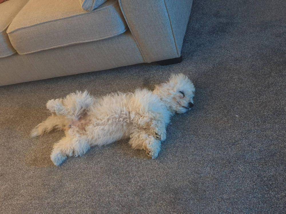 potret hewan peliharaan tidur dengan gaya aneh (reddit.com/user/RustyRobotBeard)