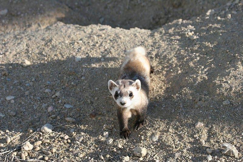 black-footed ferret berjalan mendekat (commons.wikimedia.org/J. Michael Lockhart/USFWS)