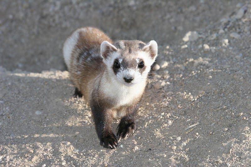 black-footed ferret di habitatnya (commons.wikimedia.org/USFWS Mountain-Prairie)