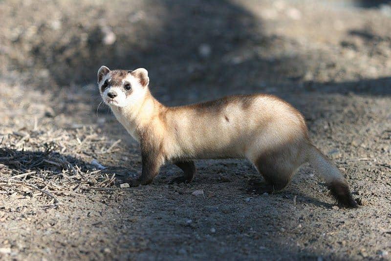 tubuh panjang black-footed ferret (commons.wikimedia.org/J. Michael Lockhart/USFWS)