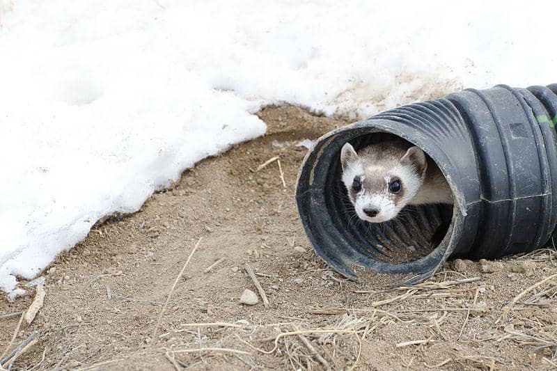 Black-footed ferret mengintip dari dalam terowongan. (commons.wikimedia.org/Kimberly Tamkun/USFWS)