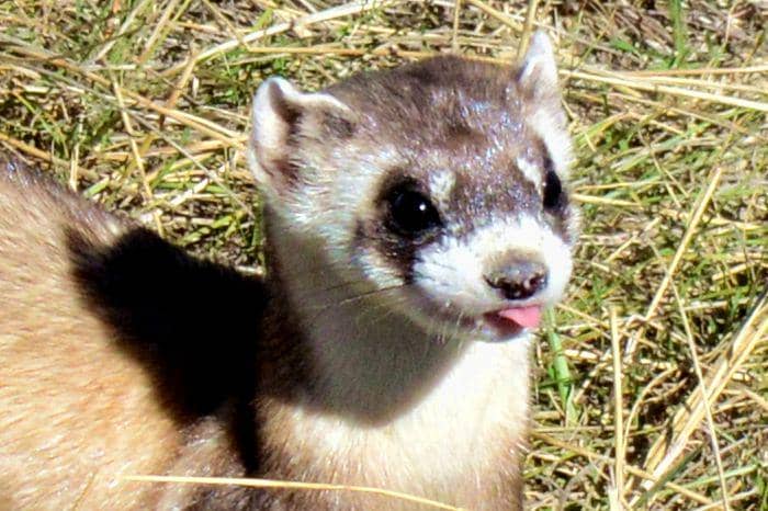 black-footed ferret menjulurkan lidah (commons.wikimedia.org/Ryan Moehring/USFWS)