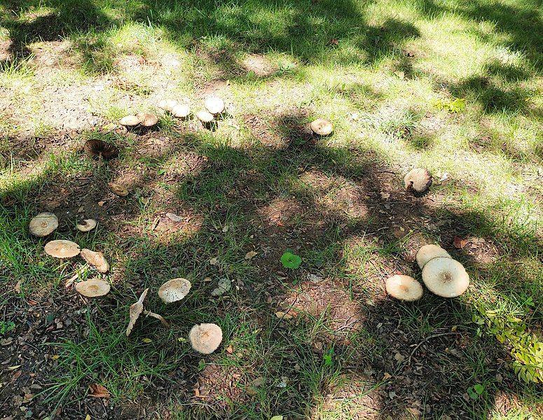5 Fakta Fairy Ring, Lingkaran Jamur Penanda Keberadaan Peri