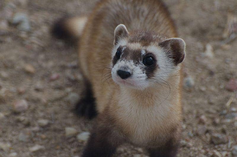 tampak dekat black-footed ferret (commons.wikimedia.org/Kimberly Tamkun/USFWS)
