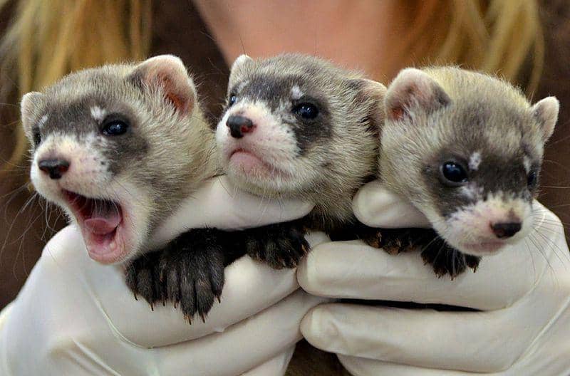 9 Fakta Black-footed Ferret, si Imut yang Simpan Kisah Sukses