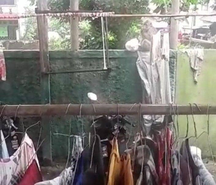 Salah satu dari kelompok monyet liar memasuki permukiman warga Kampung Gedong, Kecamatan Beji, Kota Depok. (Istimewa)