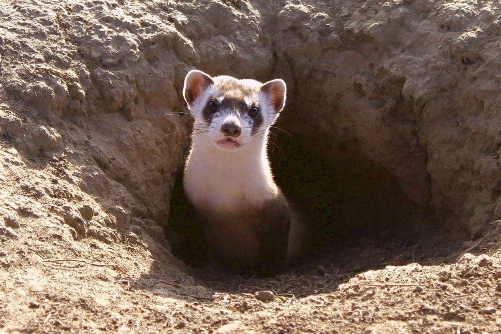 black-footed ferret keluar dari lubang (commons.wikimedia.org/Colorado Front Range National Wildlife Refuge Complex)