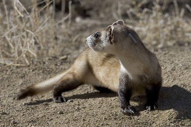 black-footed ferret mengawasi keadaan (commons.wikimedia.org/Ryan Hagerty/USFWS)
