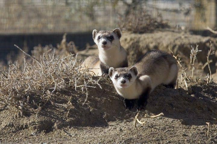 sepasang black-footed ferret (commons.wikimedia.org/Ryan Hagerty)
