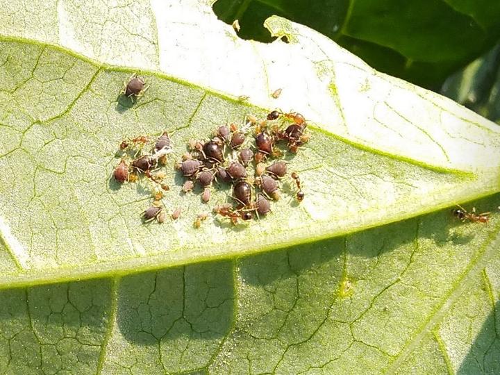 Bahaya Hama Kutu Daun, Musuh yang Ditakuti Para Petani