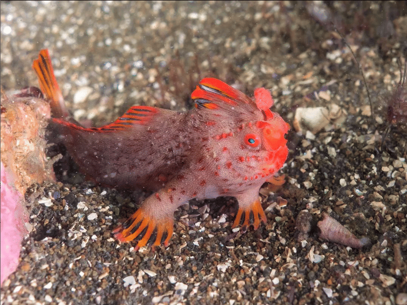 handfish merah.(instagram.com/seacreatures_podcast)