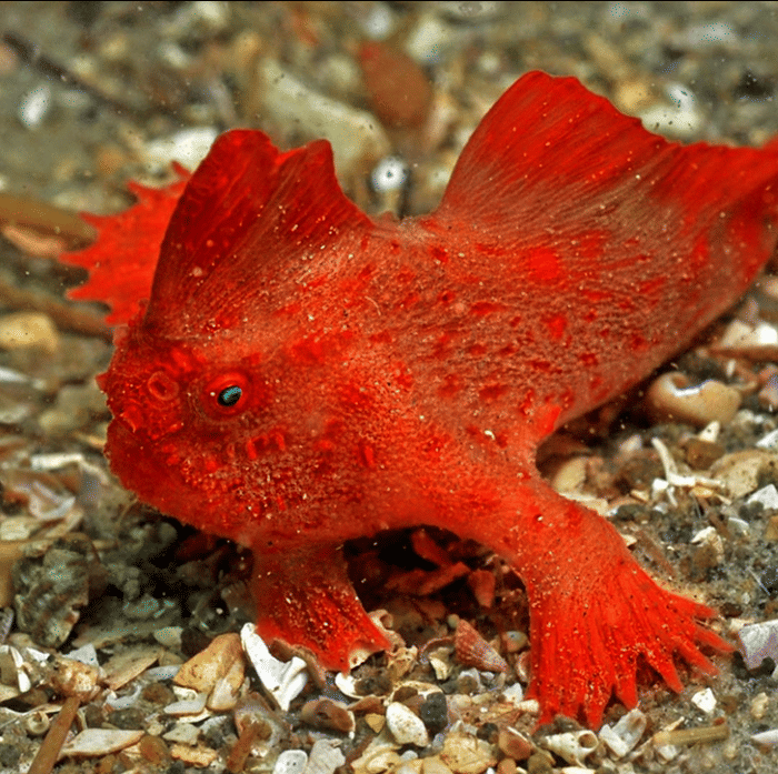 handfish merah.(instagram.com/d2u.club)