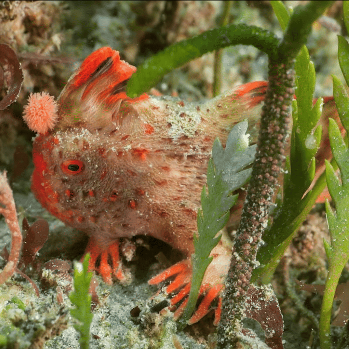salah satu ikan handfish di Tasmania.(instagram.com/daffgov)