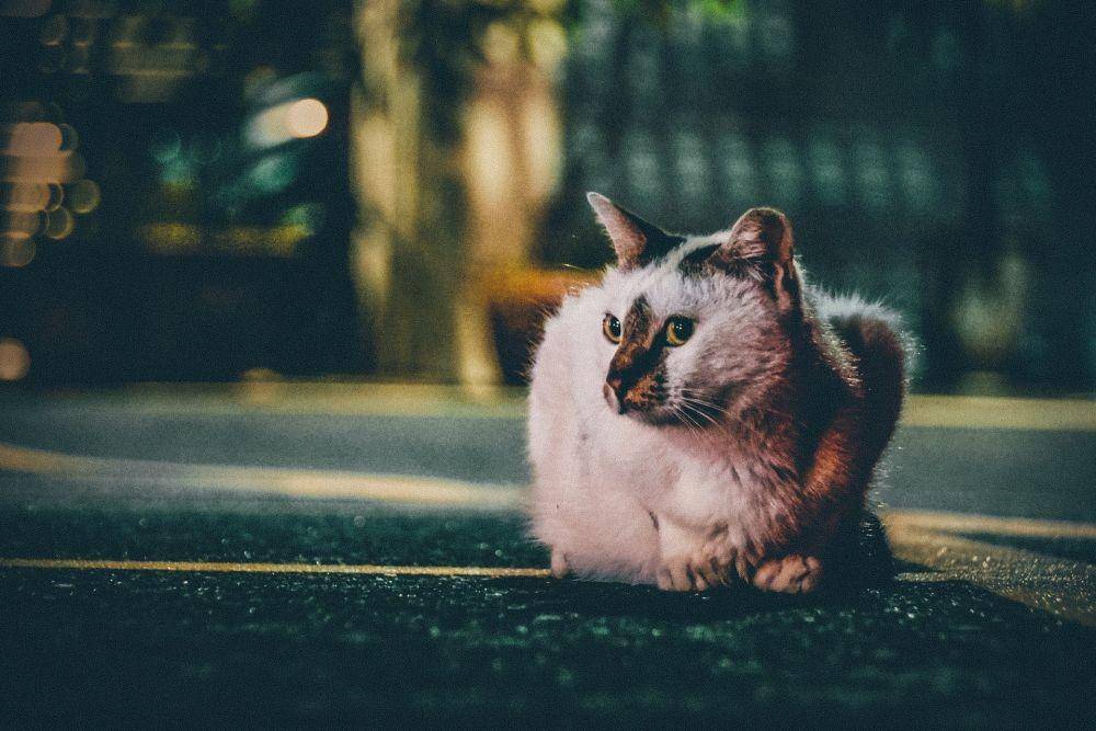 Unsplash/ Chris Yang