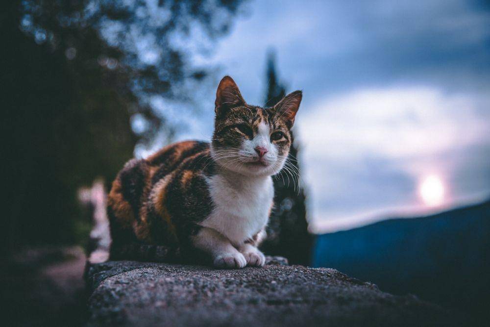 Unsplash/ Christopher Alvarenga
