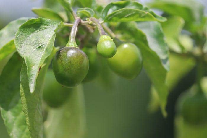 ilustrasi kakadu plum