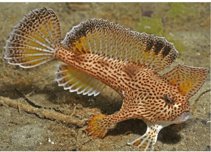 handfish berbintik.(instagram.com/speciesaday)