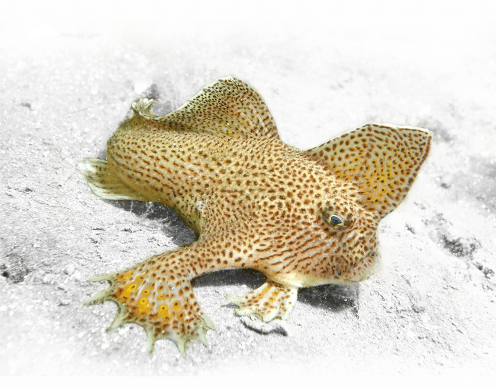 Handfish Ziebelli.(instagram.com/dyrenes_hus)