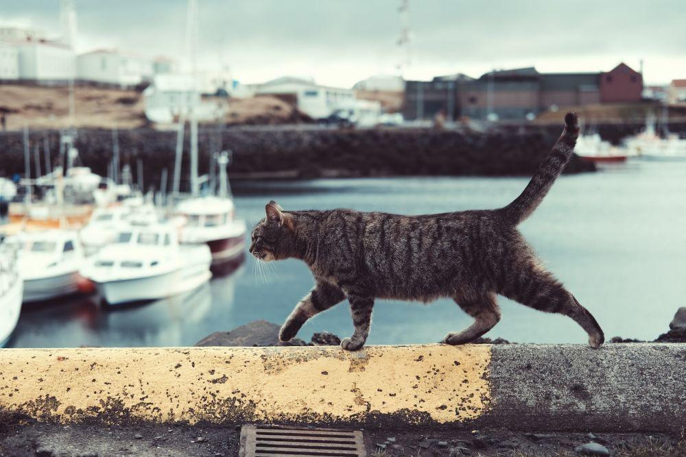 7 Cara Mencari Kucing yang Hilang dengan Cepat Secara Ilmiah