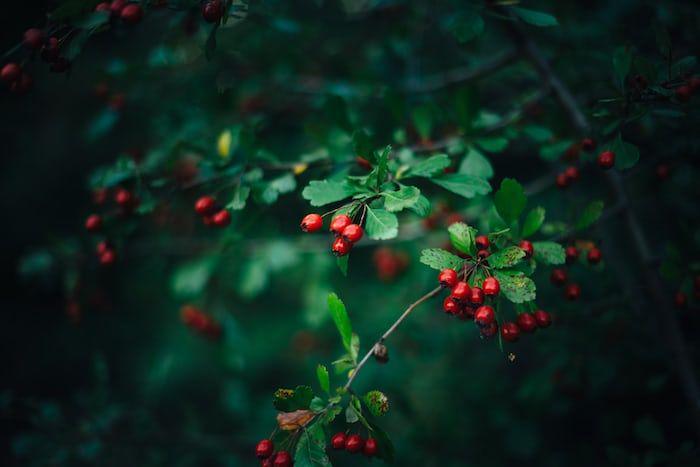 5 Manfaat Kesehatan Hawthorn Berry, Cegah Rambut Rontok