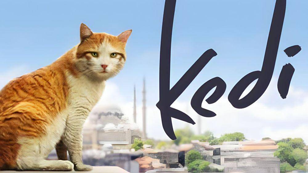 Kedi (dok. Termite Films/Kedi)